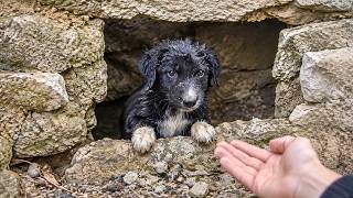 Abandoned Puppy Was Desperately Looking For Her Parents: Watch What Happens Next