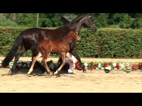 76 Benzema Hengst v. Benicio - San Remo