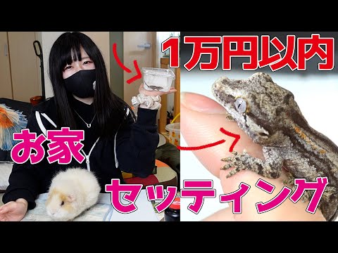 IUCN分類における絶滅の危険性を示す図。