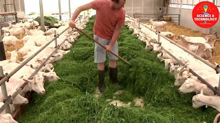 MODERN HIGH-TECH GOAT FARMING-AMAZING GOAT FARM-MODERN TECHNOLOGY LIVESTOCK EQUIPMENT- DAIRY FARMING