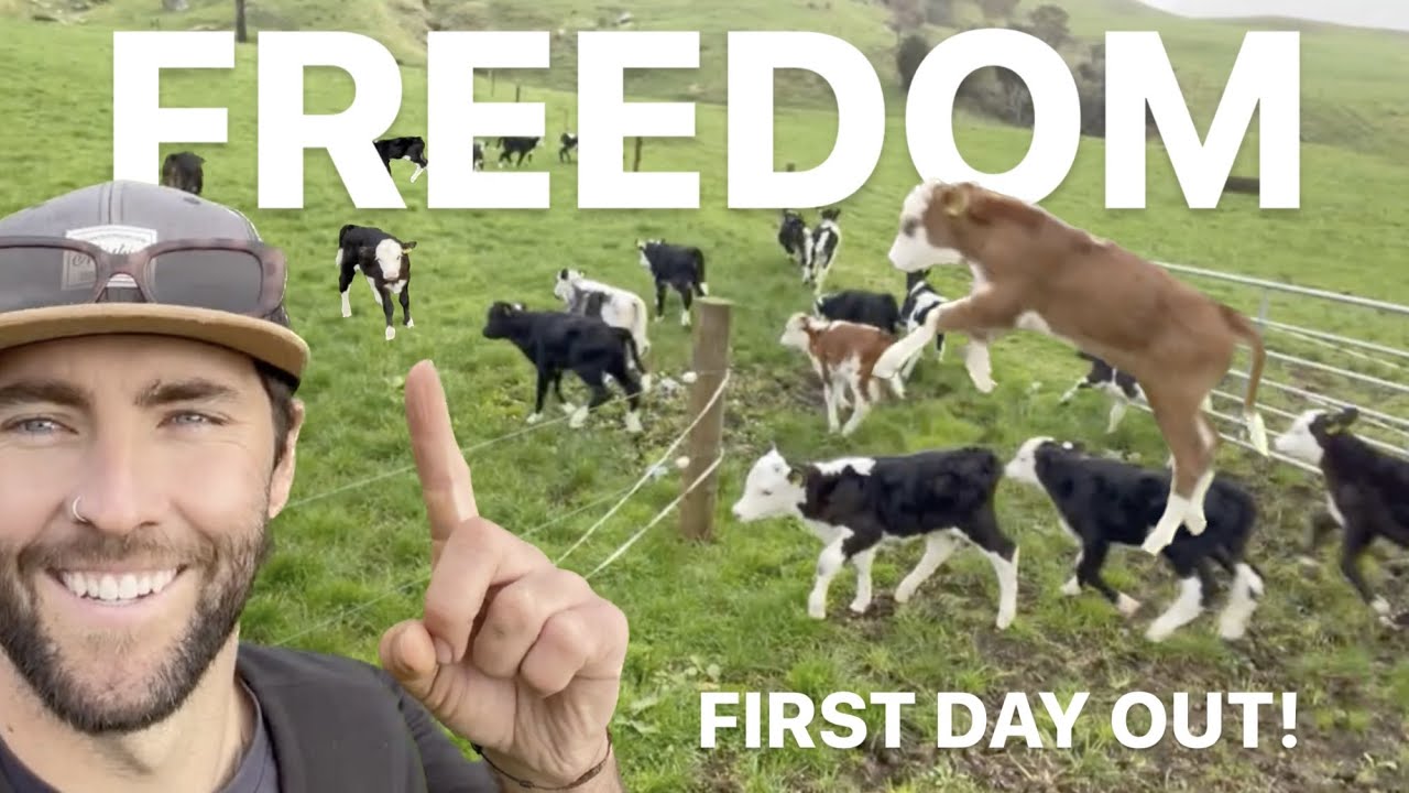 HAPPY BABY COWS MEET GRASS - First Time!