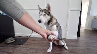 Asking for my dog&#39;s paw too many times..