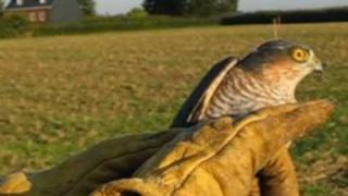 preview picture of video 'Baguage d'un Epervier d'Europe - Accipiter nisus mâle.'