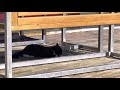 Cat Eats Mouse Alive