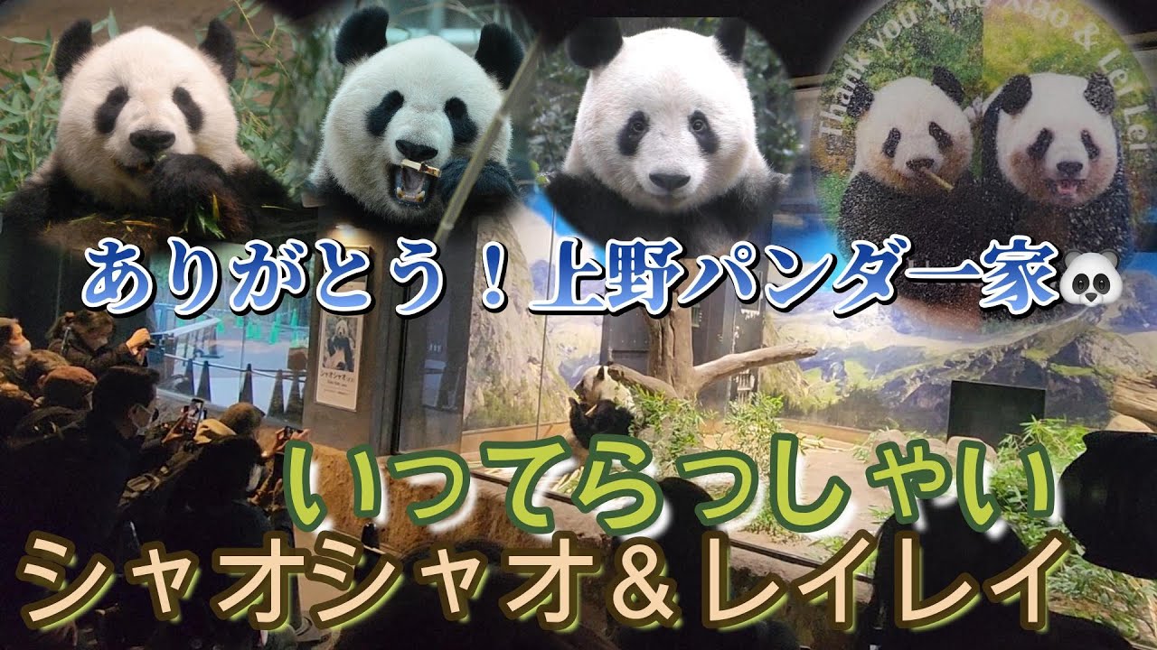 【観覧まとめ】シャオシャオ＆レイレイ🐼上野パンダ一家ミニメモリアル【力力・真真・香香】-XiaoXiao&LeiLei- with Ueno Panda Family