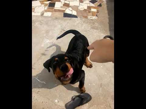 Meu cachorro me atacou