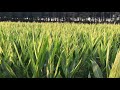 Corn update