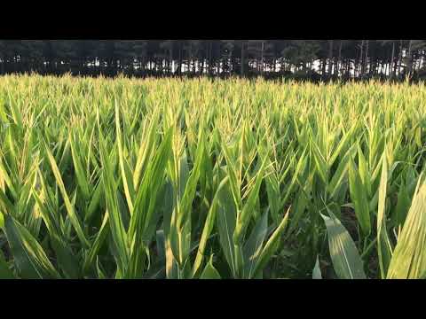 Corn update