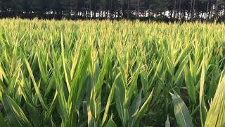 Corn update