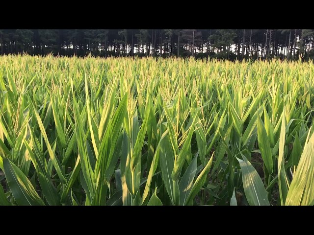 Corn update