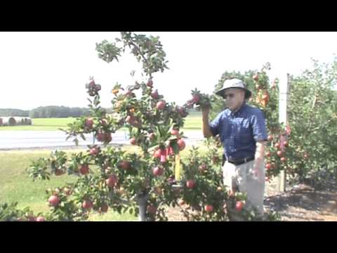 Dr. Arlie Powell - Ark. Black