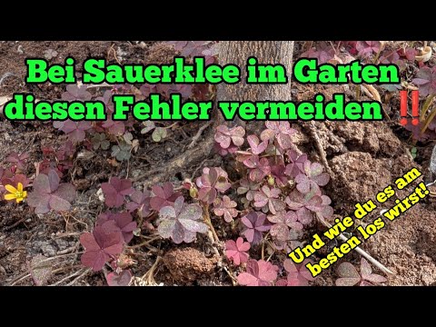 Wood sorrel in the garden - Don't make this mistake NOW