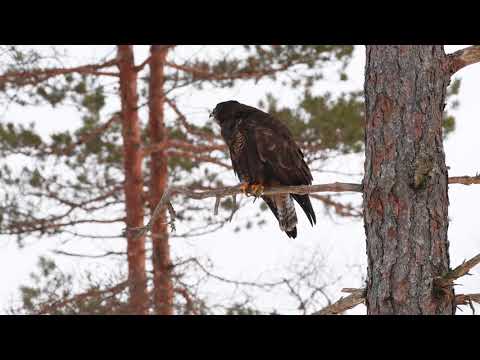 Common Buzzard (Buteo buteo) — call and mewing sound