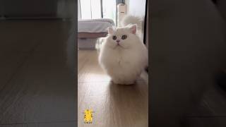 Download lagu Funny Cat & Cute Kittens874😻 #shorts #cat #cutecat #funny #pet #cat #foryou #viral #viralvideo mp3