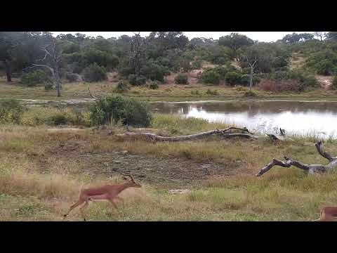 Djuma: Warthogs and Impalas - 13:45 - 04/23/21