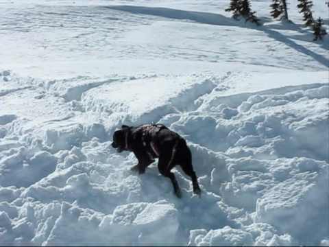 Brighton Utah Avalanche Dog Trainee