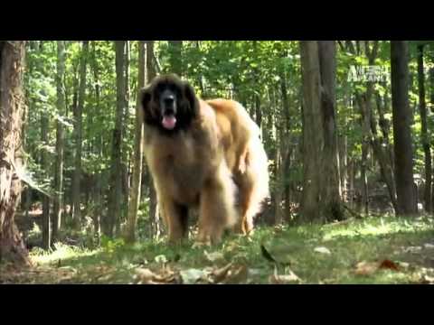 Pet4you.gr: Dogs Leonberger