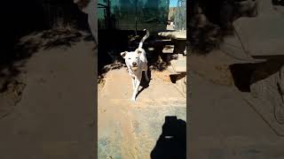 Video preview image #1 Mutt Puppy For Sale in Apple Valley, CA, USA