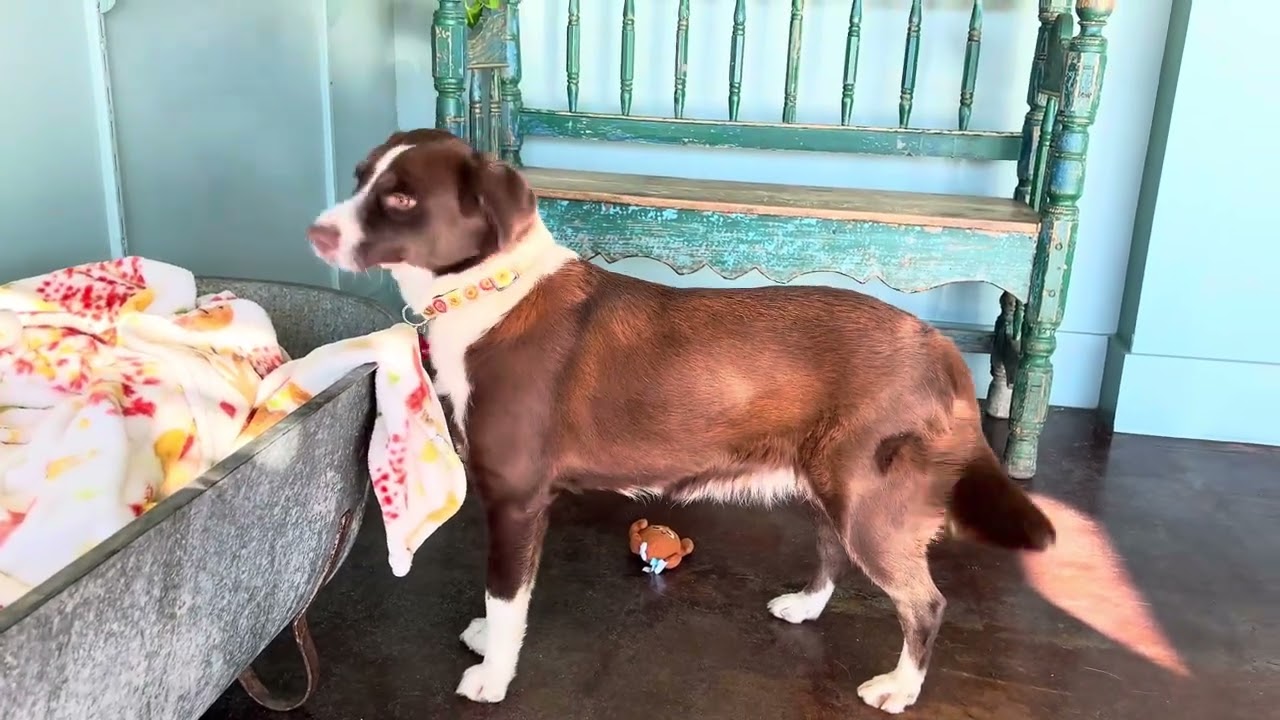 Miley, a Adoptable mixed breed in San Antonio, TX video 5/5