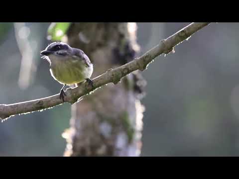Golden-bellied Flycatcher @ Cabañas San Isidro
