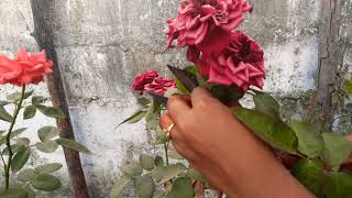 Removing dead heads of my rose plants