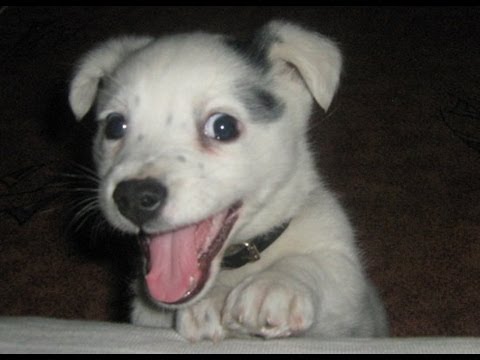 Mały Szu x Pan Smek- Laker Paper remix