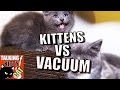 Berikut Talking Kitty Cat 49 Kittens vs Vacuum, Video Vacuum Cat and Kitten terupdate!