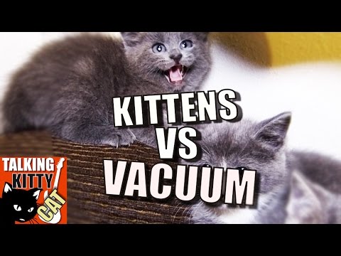 Talking Kitty Cat 49 - Kittens vs. Vacuum