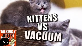 Talking Kitty Cat 49 - Kittens vs Vacuum