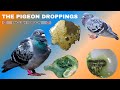 The Pigeon Droppings ENGLISH VERSION