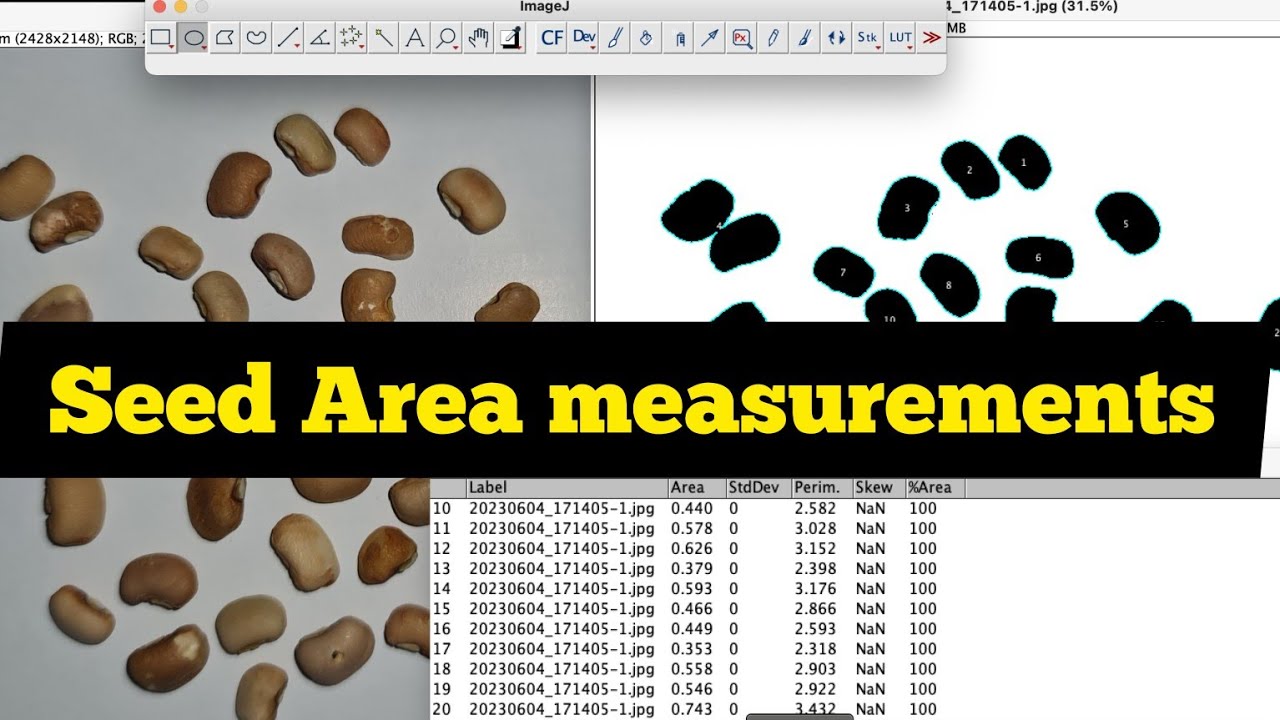 How to measure SEED AREA in imageJ| Area measurement| Tips on how to capture seed image for analysis
