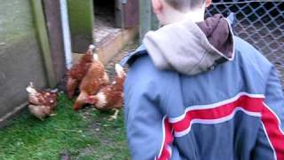 preview picture of video 'Smyth family Coleraine hens in hen run'