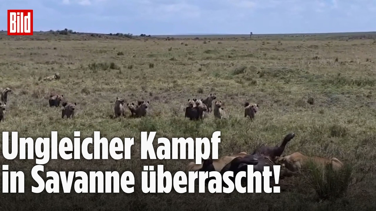 100 Hyänen gegen fünf Löwinnen: Dieser Kampf um die Beute endet überraschend!