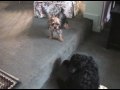 Newpuppy