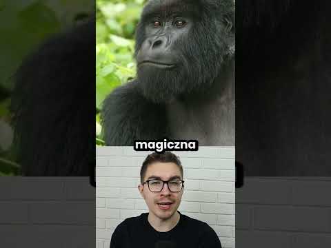 Goryl miał na celowniku tylko jedną osobę!