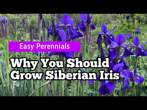 Why You Should Grow Siberian Iris | Easy-Care Perennial with Elegant Foliage and Stunning Blooms