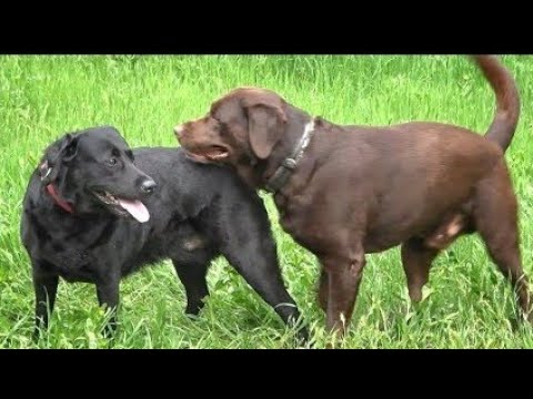 Full sexy dog new song ramakant episode