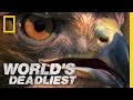 Rattlesnake Vs Hawk World S Deadliest
