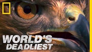 Rattlesnake vs. Hawk | World's Deadliest Rattlesnake vs. Hawk | World's Deadliest