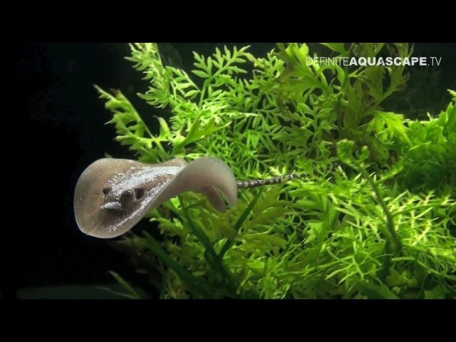 Aquascaping - Aquarium Ideas from ZooBotanica 2012, part 4