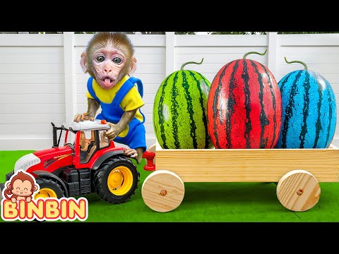 Monkey Binbin Go Harvest Colorful Watermelon on His Farm With Duckling | MONO BINBIN ESP