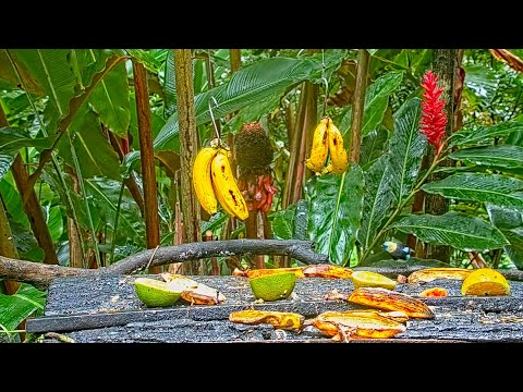 Smorgasbord Of Blues On The Panama Fruit Feeder And Rare Golden-hooded Tanager Visit – June 3, 2022