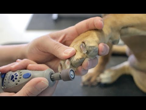 Cómo arreglar las uñas de tu perro con una herramienta Dremel - Cuidado canino casero