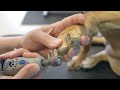How To Dremel Your Dogs Nails Do It Yourself Dog Grooming
