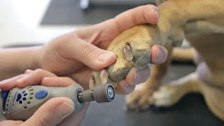 How to Dremel Your Dogs Nails - Do-It-Yourself Dog Grooming