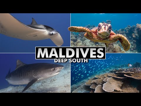 Diving the Maldives: Deep South to Central Atolls [4k]