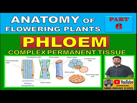 PHLOEM | Complex Permanent Tissue | Anatomy of Flowering Plants | Part 6 | NEET | AIIMS Video