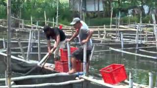 preview picture of video 'Pemancingan & Pertambakan sistem kerambah BIKAT Kwatar -- 08'