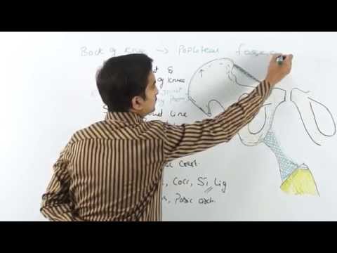 Anatomy Front of the Thigh ( Fascia Lata ) - Part 3   ( Dr.G.Bhanu Prakash )