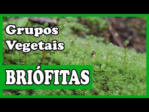 Briófitas   Botânica   Grupos vegetais